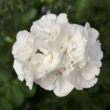 Pelargonium - Interspecific Geranium Pelargonium - Interspecific Geranium