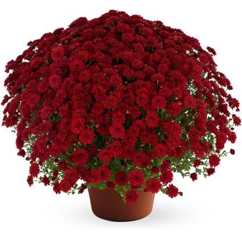 Chrysanthemum x morifolium (Garden Mum) - Josephine™ 'Red' Chrysanthemum x morifolium (Garden Mum) - Josephine™ 'Red'