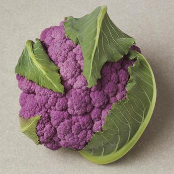 Brassica oleracea - Purple Cauliflower