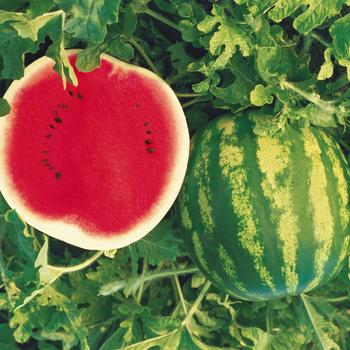Crimson Sweet - Watermelon