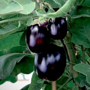 Black Beauty - Eggplant