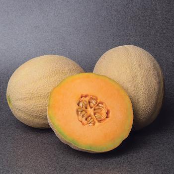 Cucumis melo - Cantaloupe