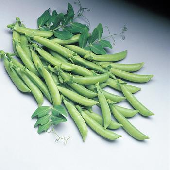 Pisum sativum - Peas