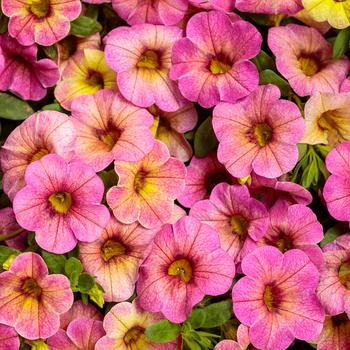 Calibrachoa - Superbells® 'Prism™ Pink Lemonade' Calibrachoa - Superbells® 'Prism™ Pink Lemonade'