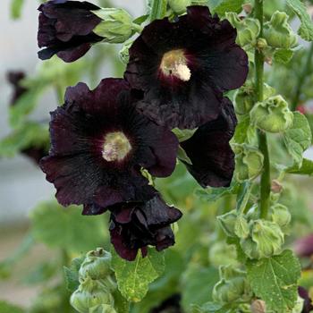 Alcea rosea (Hollyhock) - Spotlight™ 'Blacknight' Alcea rosea (Hollyhock) - Spotlight™ 'Blacknight'