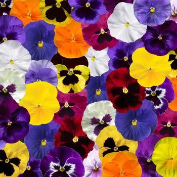 Viola x wittrockiana (Pansy) - Delta™ Pro All Colors Mix Viola x wittrockiana (Pansy) - Delta™ Pro All Colors Mix