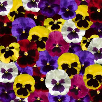 Viola x wittrockiana (Pansy) - Delta™ Pro Blotch Mix Viola x wittrockiana (Pansy) - Delta™ Pro Blotch Mix