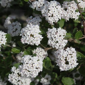 Viburnum carlesii - 'Spice Island&trade;' Koreanspice Viburnum
