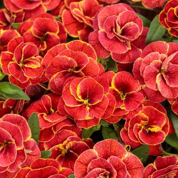Calibrachoa - Superbells® 'Double Redstone™' Calibrachoa - Superbells® 'Double Redstone™'