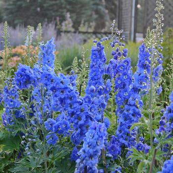 Delphinium - 'Cobalt Dreams' Larkspur Delphinium - 'Cobalt Dreams' Larkspur