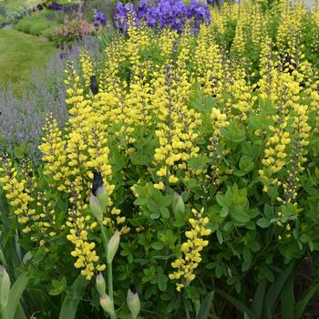 Baptisia (False Indigo) - Decadence® 'Lemon Meringue' Baptisia (False Indigo) - Decadence® 'Lemon Meringue'