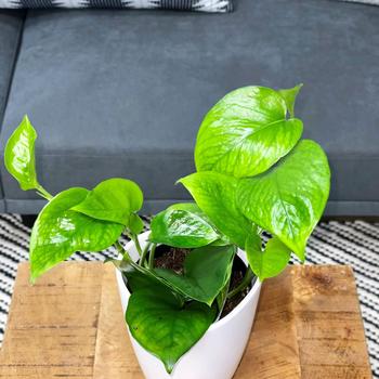 Epipremnum aureum - Beautifall® 'Jade' Pothos
