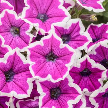 Petunia - Supertunia® Hoopla™ Vivid Orchid Petunia - Supertunia® Hoopla™ Vivid Orchid