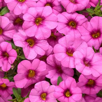 Calibrachoa - Superbells® Pink Calibrachoa - Superbells® Pink