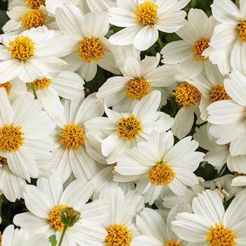 Bidens - Campfire® Marshmallow™ Bidens - Campfire® Marshmallow™