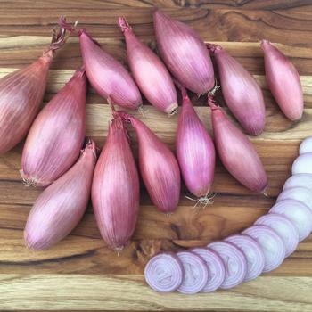  - Shallot