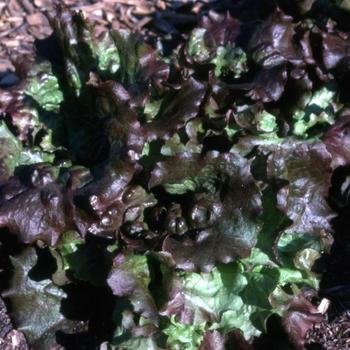 Red Sails - Lettuce