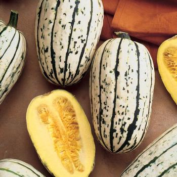 Winter Squash - Delicata Squash
