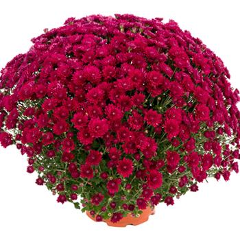 Chrysanthemum x morifolium - PAULINE PURPLE Chrysanthemum x morifolium - PAULINE PURPLE
