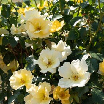 Rosa x - Knock Out&reg; Easy Bee-zy&trade; Rose