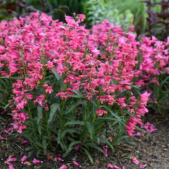 Penstemon barbatus - Bejeweled™ 'Pink Pearls' Bearded Penstemon Penstemon barbatus - Bejeweled™ 'Pink Pearls' Bearded Penstemon
