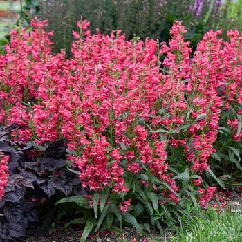 Penstemon barbatus (Bearded Penstemon) - Bejeweled™ 'Rose Rhinestones' Penstemon barbatus (Bearded Penstemon) - Bejeweled™ 'Rose Rhinestones'