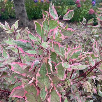 Cornus alba - Sgt. Pepper&reg; Dogwood