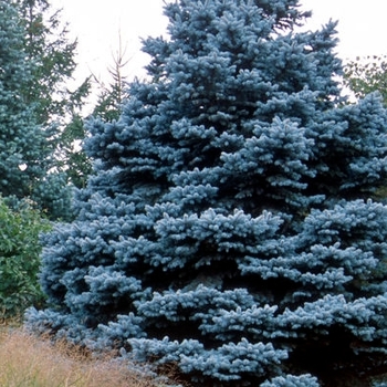 Picea pungens - 'Baby Blue' Colorado Blue Spruce Picea pungens - 'Baby Blue' Colorado Blue Spruce