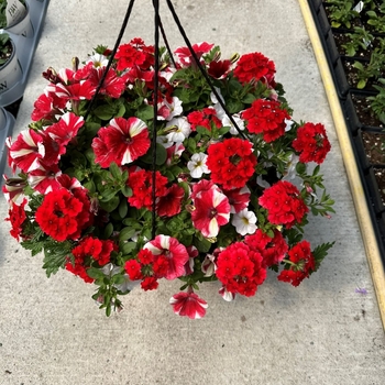 1 GAL GERANIUM - BIG EEZE GERANIUMS 1 GAL GERANIUM - BIG EEZE GERANIUMS