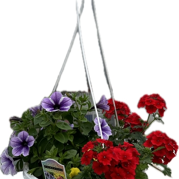 Hanging Basket - 'Taste of Honey' Hanging Basket - 'Taste of Honey'