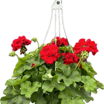 3 STRAND HANGER - 10 INCH BASKET 3 STRAND HANGER - 10 INCH BASKET
