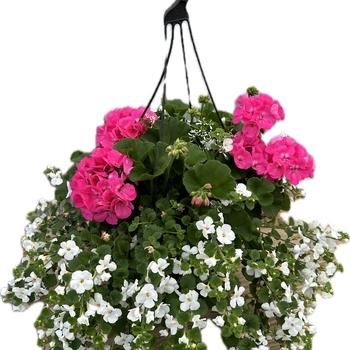 4 STRAND BROWN HANGER - 13 INCH FIBER BASKET 4 STRAND BROWN HANGER - 13 INCH FIBER BASKET