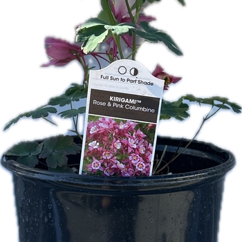 PERENNIAL BLACK POT - 1 GAL PERENNIAL PERENNIAL BLACK POT - 1 GAL PERENNIAL