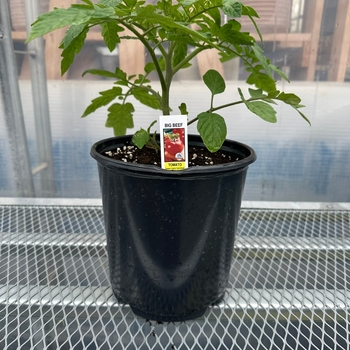  - 1 GAL TOMATO