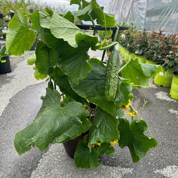 LARGE CUCUMBER WITH TRELLIS COPY - PATIO CUCUMBER LARGE CUCUMBER WITH TRELLIS COPY - PATIO CUCUMBER