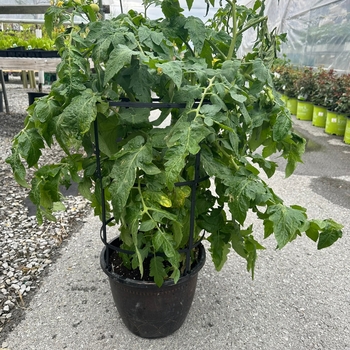 LARGE TOMATO WITH TRELLIS - PATIO TOMATO LARGE TOMATO WITH TRELLIS - PATIO TOMATO