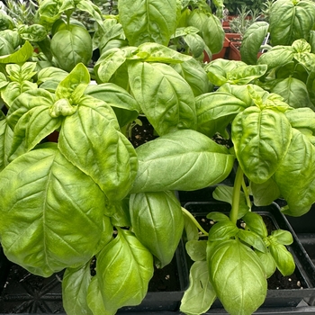 4.5 INCH TERRACOTTA POT - 4 INCH HERBS 4.5 INCH TERRACOTTA POT - 4 INCH HERBS