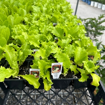 4 Pack VEGGIE - VEGETABLE PACKS 4 Pack VEGGIE - VEGETABLE PACKS