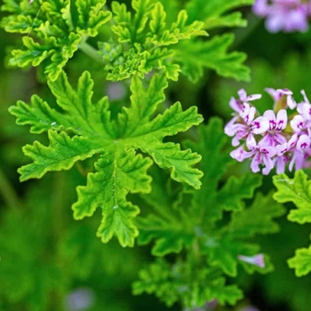 8 INCH ANNUAL - CITRONELLA GERANIUM 8 INCH ANNUAL - CITRONELLA GERANIUM