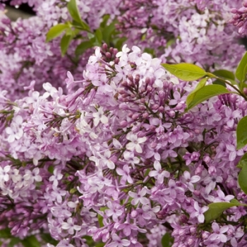 Syringa Lilac 'Little Darling' - Lilac