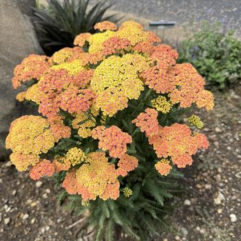 Achillea - 'Firefly Peach Sky' Yarrow Achillea - 'Firefly Peach Sky' Yarrow