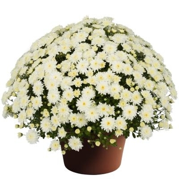 Chrysanthemum - Katie White Garden Mum Chrysanthemum - Katie White Garden Mum