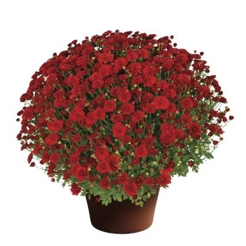 Chrysanthemum COPY - Hailey Red Garden Mum Chrysanthemum COPY - Hailey Red Garden Mum