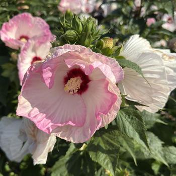 Hibiscus (Rose Mallow) - Summerific® 'Ballet Slippers' Hibiscus (Rose Mallow) - Summerific® 'Ballet Slippers'