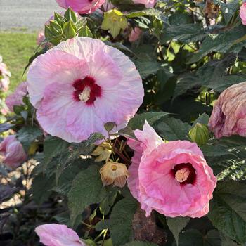 Hibiscus (Rose Mallow) - Summerific® 'Spinderella' Hibiscus (Rose Mallow) - Summerific® 'Spinderella'