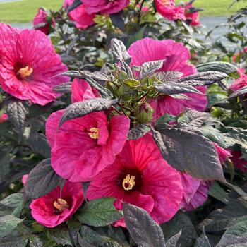 Hibiscus (Rose Mallow) - Summerific® 'Evening Rose' Hibiscus (Rose Mallow) - Summerific® 'Evening Rose'