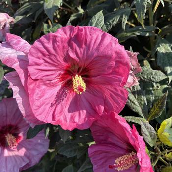 Hibiscus (Rose Mallow) - Summerific® 'Berry Awesome' Hibiscus (Rose Mallow) - Summerific® 'Berry Awesome'