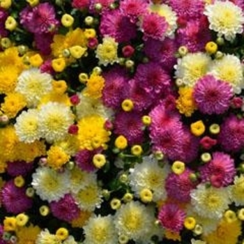 COMBO 1 - Garden Mum COMBO 1 - Garden Mum