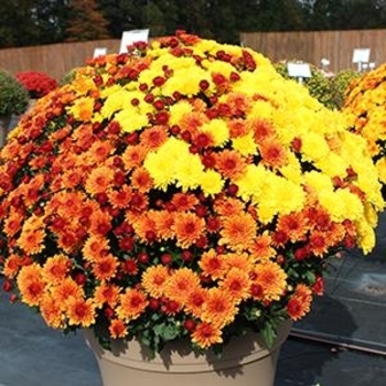 COMBO 10 - Garden Mum COMBO 10 - Garden Mum