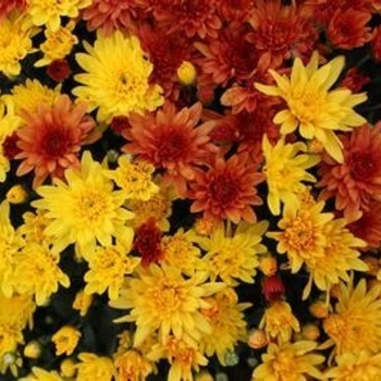 COMBO 13 - Garden Mum COMBO 13 - Garden Mum